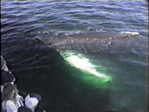 mars the humpback whale cba
