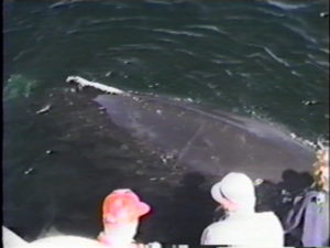 mars the humpback whale