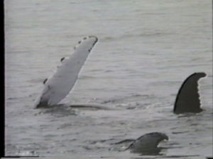 misnight the humpback whale flippering