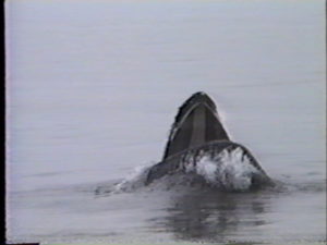 midnight the humpback whale feeding