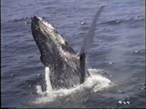 nile humpback whale breaching