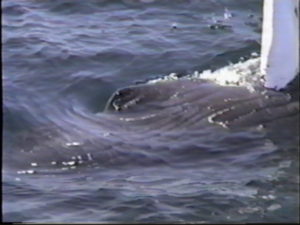 nile humpack whale eye