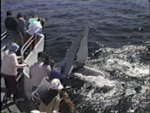 nile humpback whale flippering