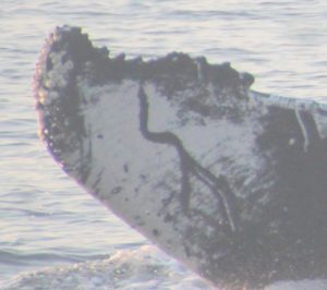 nile humpback whale fluke