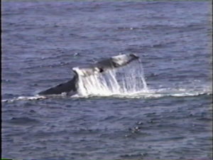 nile humpback whale lobtailing