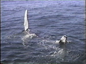 nile humpback whale flippers