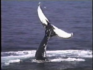 olympia the humpback whale lobtailing