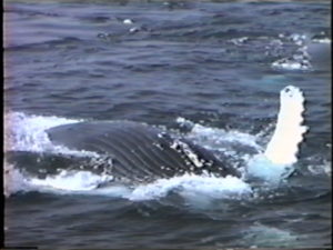 olympia the humpback whale belly pleats