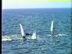 owl & calf humpback whales flippering