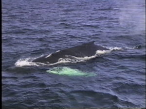 owl humpback whale scar