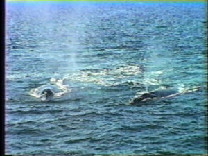 owl &calf humpback whales