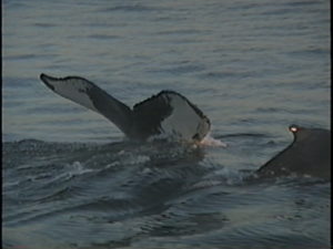 pepper the humpback with calf tadpole