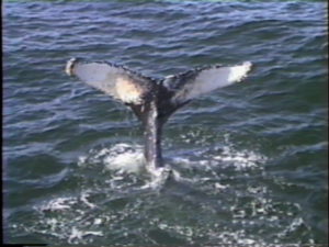 rocker humpback whale fluke