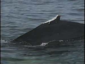 salt the humpback whale dorsal