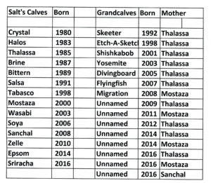 SALT FAMILY TREE 2016033 last