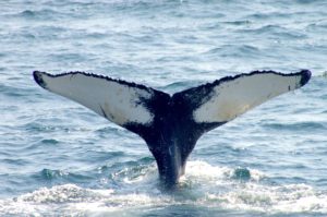 salt the humpback whale fluke