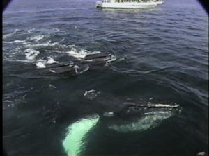 salt the humpback whale pleats