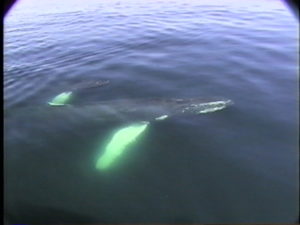 salt the humpback nursing wasabi