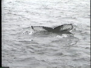 scylla humpback whale fluke