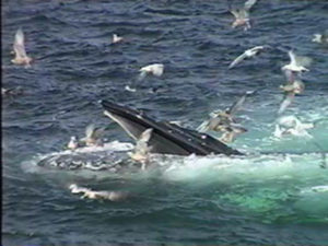 shark the humpback whale feeding