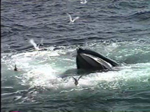 shark the humpback whale feeding