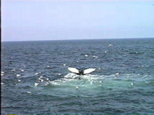 shark the humpback whale fluke