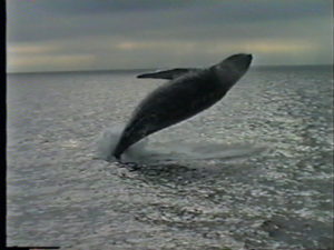 sirius the humpback whale breach