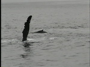 sirius the humpback whale flippers