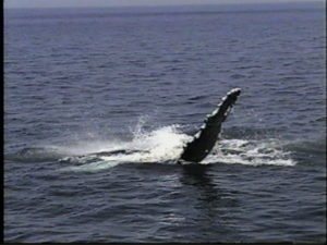 sirius the humpback whale