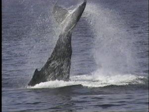 sirius the humpback whale