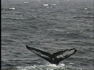 sirius the humpback whale 