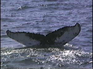 sockeye the humpback whale