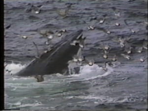 sod humpback whale feeding