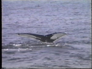 sod humpback whale