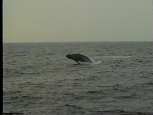 sparta humpback whale breach