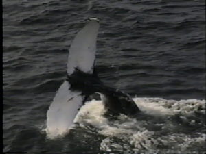 sparta humpback whale fluke