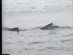 spoon vesuvius humpback whales