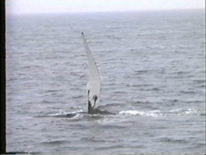 spoon humpback whale flippering