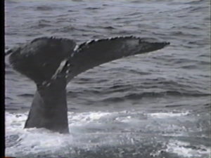 spoon humpback whale diving