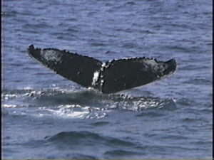 spoon humpback whale fluke