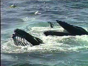 tear the humpback feeding