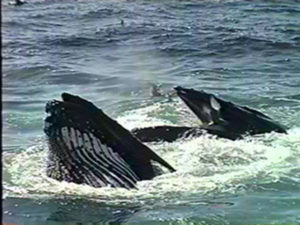 tear the humpback feeding