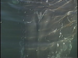 tornado the humpback whale blowholes