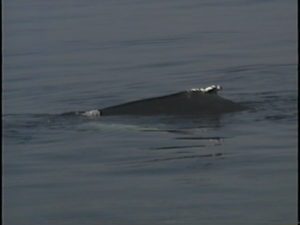 tornado the humpback whale dorsal