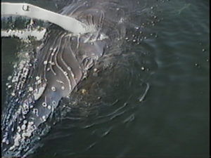 tornado the humpback whale eye