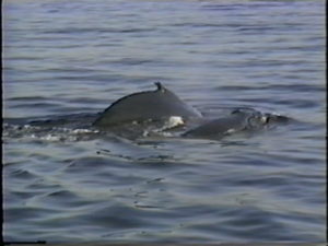 tornado the humpback whale with fringe