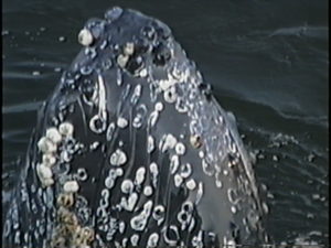 tornado the humpback whale spyhop