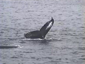 tornado the humpback whale fluke