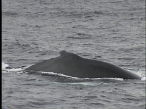 trident the humpback whale dorsal