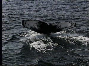 trident the humpback whale fluke